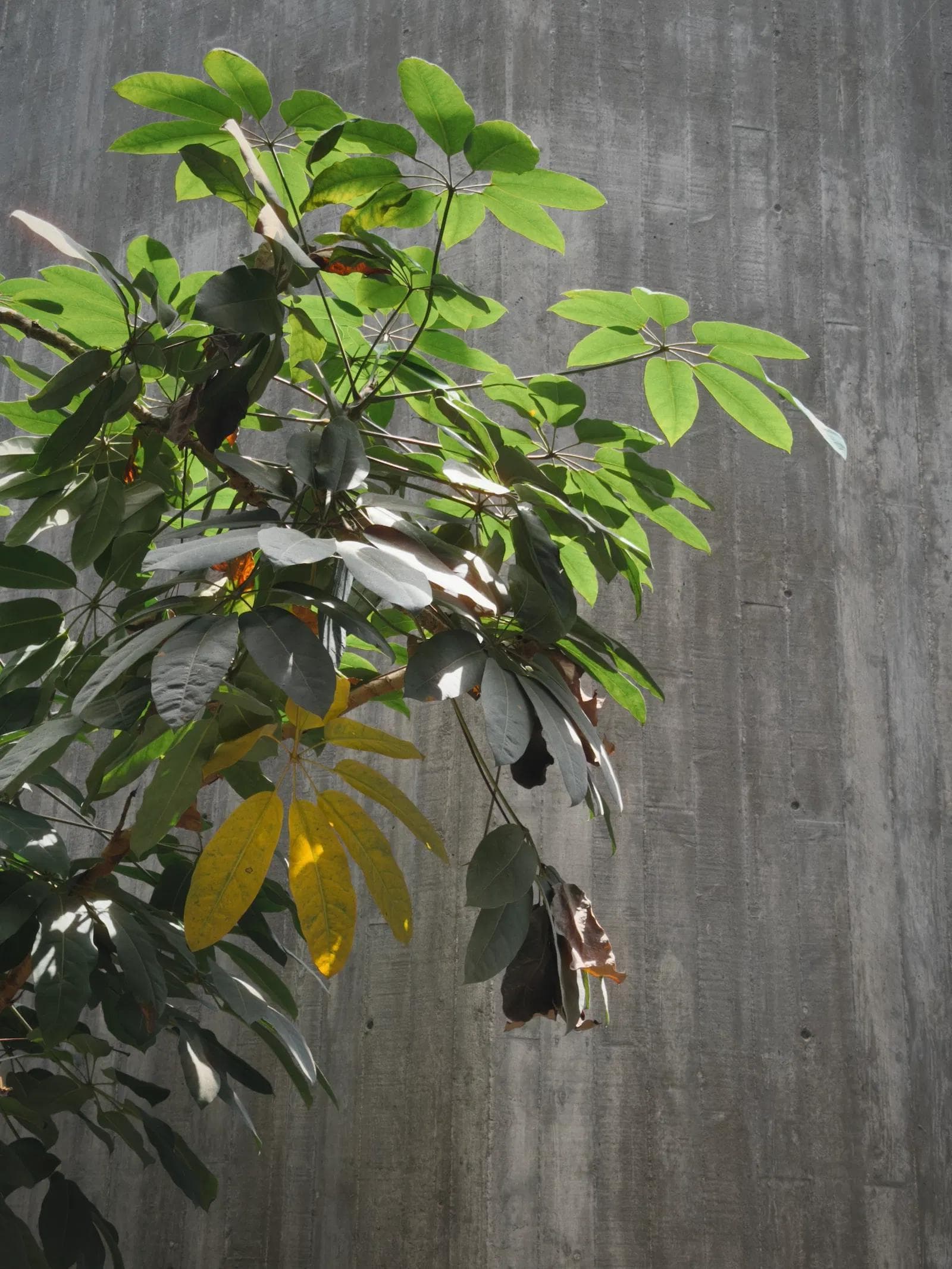 Leaves against concrete